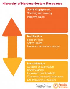 Polyvagal Theory Hierarchy