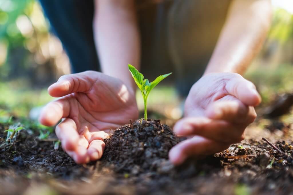 Closeup image of people holding and planting a small tree on pile of soil