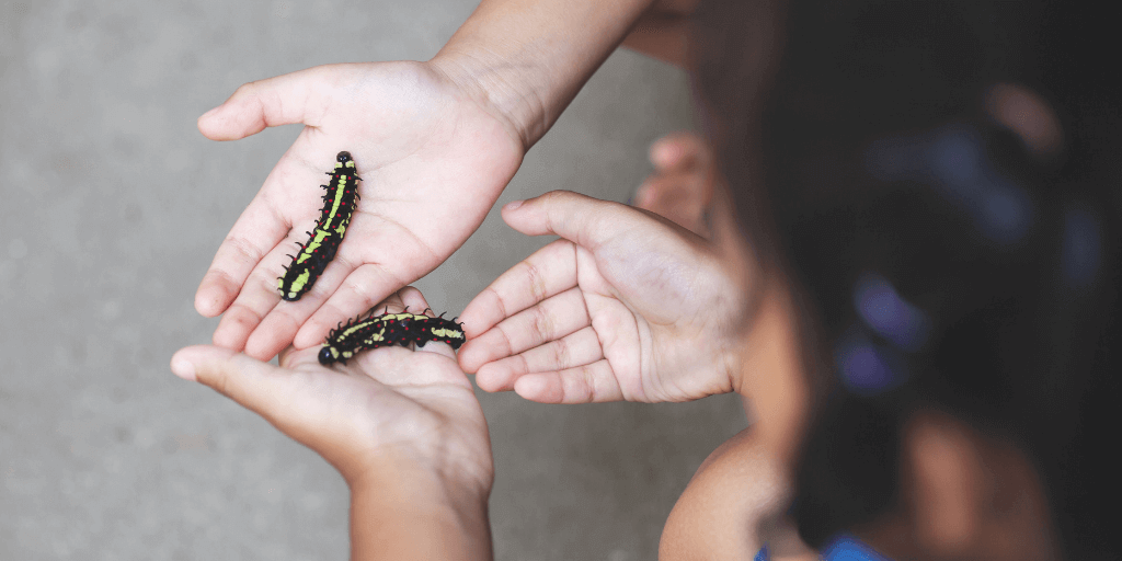 Looking down at childrens hands hat are holding two caterpillars