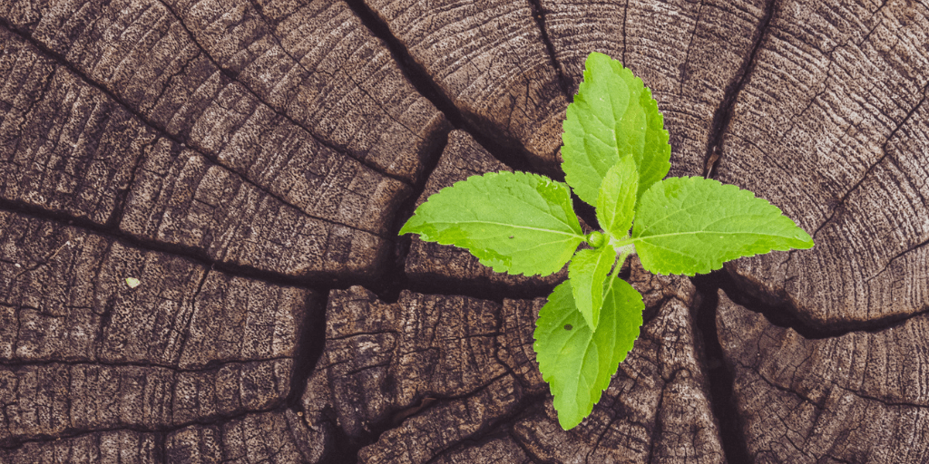 Green tree growing new life leaf on rotten wood stump wall representing a fresh start